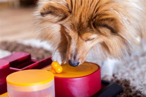 10 Best Interactive Dog Toys In 2023 Shelf