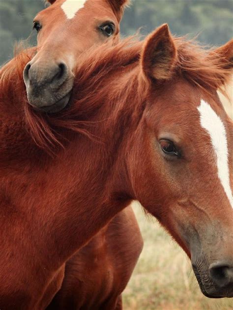 1000 Images About Rebellious And Red Horses On Pinterest Arabian