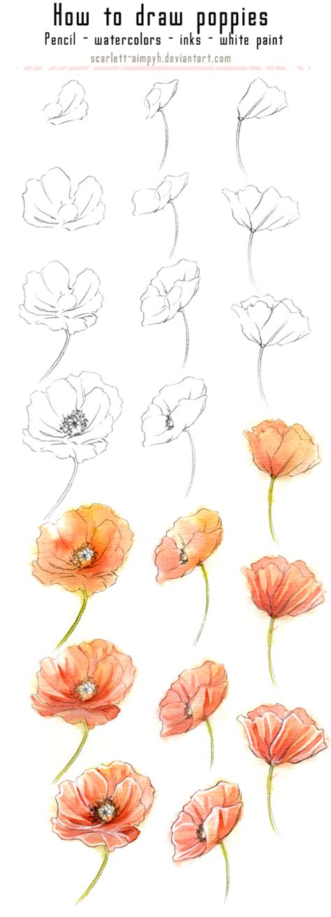 125 Draw And Paint Poppies