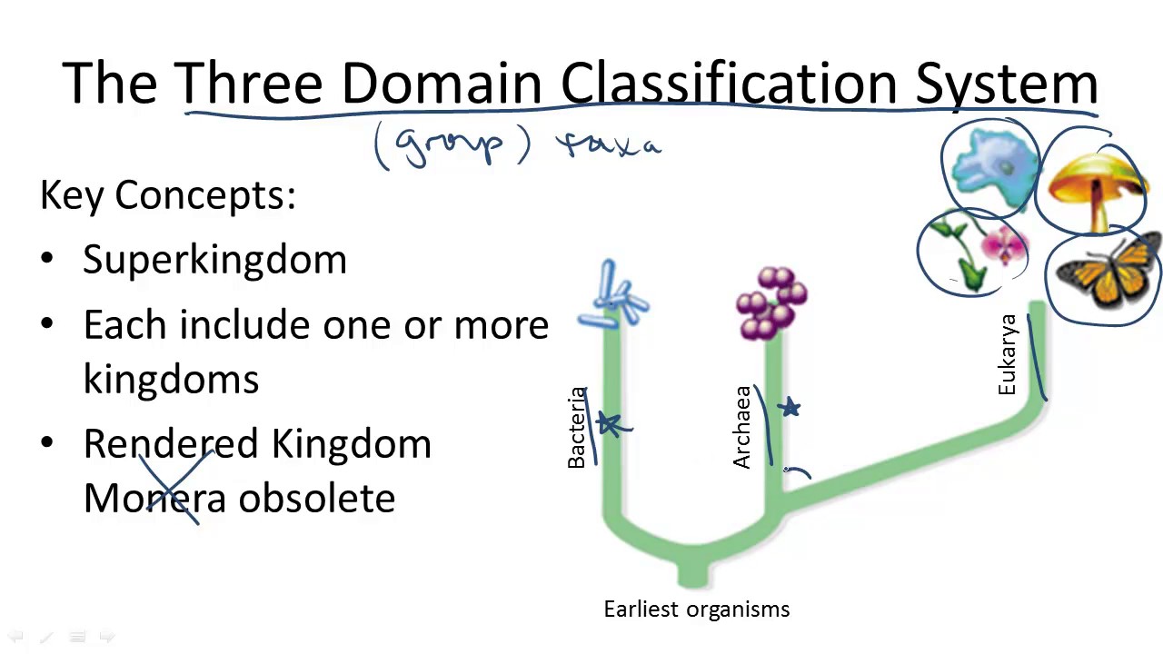 13 1 4 Three Domain Classification System Youtube