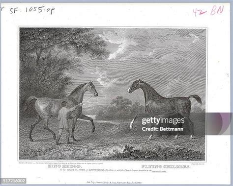 15 Herod Horse Stock Photos High Res Pictures And Images Getty Images