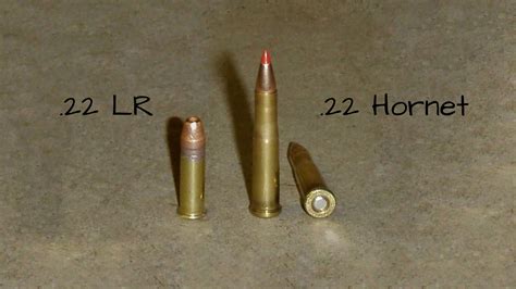 22 Hornet Vs 22 Lr What S The Difference Eatingthewild Com