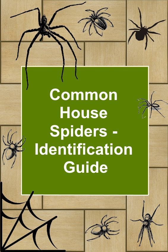 30 Common Green Spiders Pictures And Identification Guide