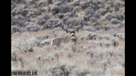 30 Plus Inch Oregon Mule Deer 190 Class Typical Buck Youtube