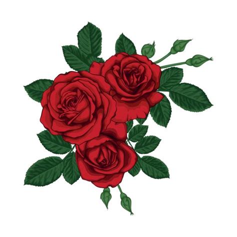 410 Drawing Of A Rose Bush Tattoo Ilustraciones De Stock Gr Ficos