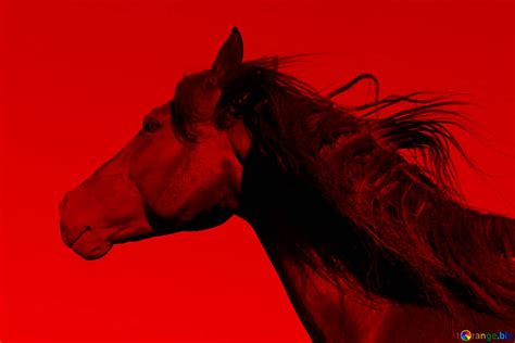 45 Red Horse Images Hd Wallpaper Download Notorioustomo