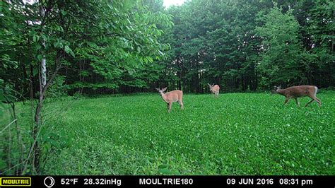 5 Steps To Growing The Perfect Clover Food Plot