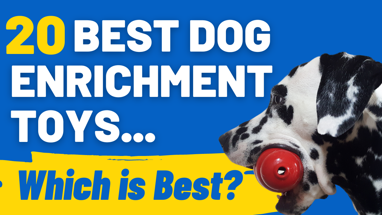 6 Best Dog Enrichment Toys To Beat Boredom Vetstreet Vetstreet