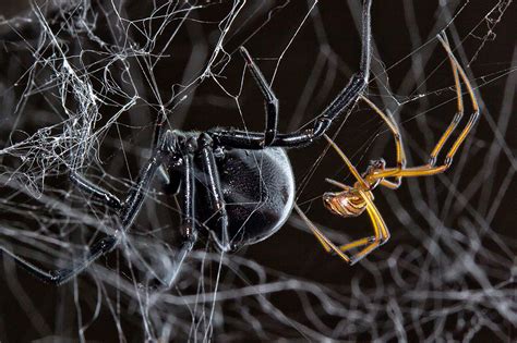 680 Black Widow Spider Web Stock Photos Pictures Royalty Free Images Istock