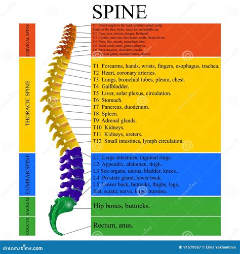 A Diagram Of The Spine