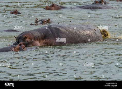 A Hippopotamus Hippo Dung Flinging Using Tail To Break Up Fling Feces