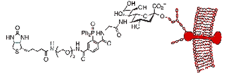 A New Way To Engineer Cells The Staudinger Ligation