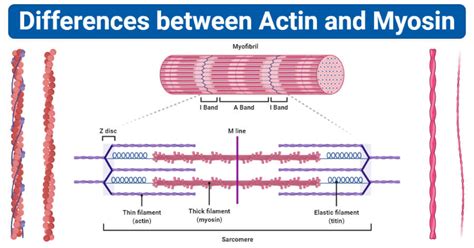 Actin Vs Myosin Definition 14 Major Differences Examples