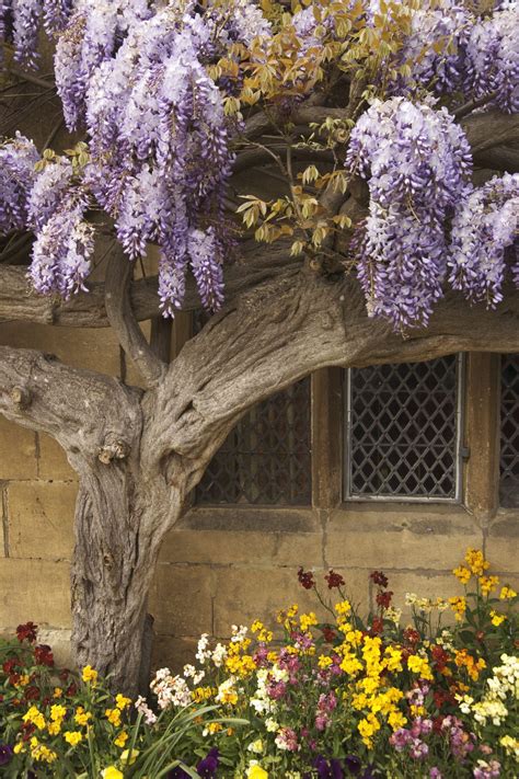 Alan Titchmarsh A Foolproof Guide To Growing Wisteria Country Life