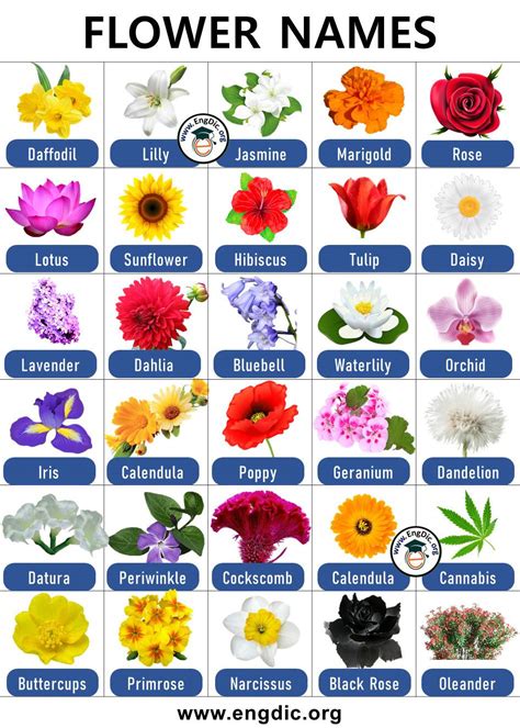 An Image Of Flowers And Their Names