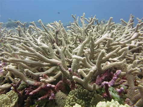 An Incredible Story Of Reef Recovery After Coral Bleaching At Palmyra