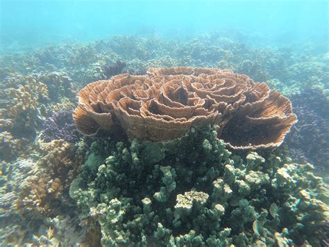 Aquatic Invasive Species Non Native Corals Removed From K Ne Ohe Bay