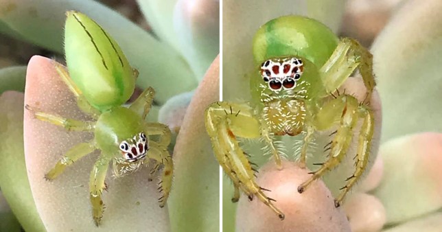 Australia S Cutest Spider Tiny Green Arachnid Found In The Gold Coast