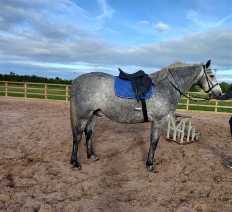 Beautiful Irish Draught Allrounder Right Horse Right Home