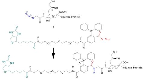 Bio Orthogonal Conjugation The Staudinger Reaction And The 2022 Nobel