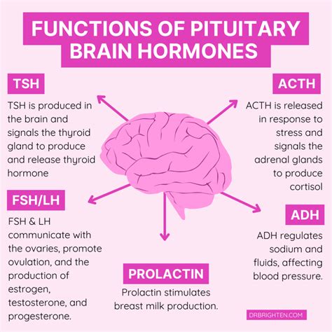 Biological Sciences Researchers Exploring The Role Of Brain Hormones In