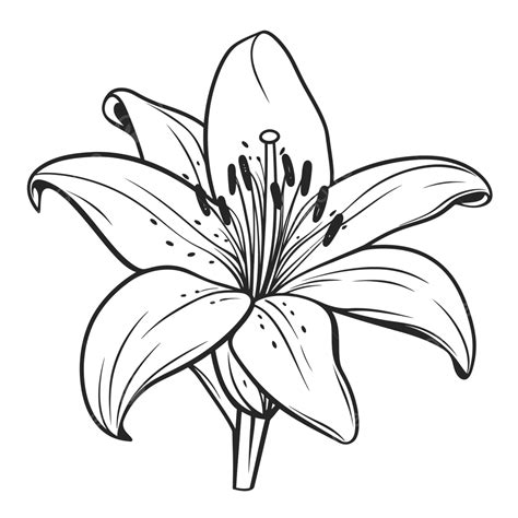 Black And White Lily Flower Coloring Pages Outline Sketch Drawing Vector Flower Drawing Wing