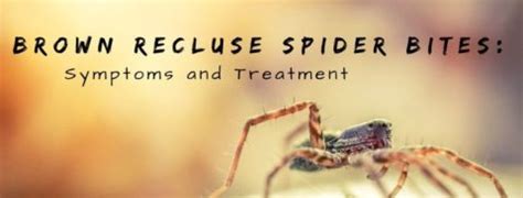 Brown Recluse Spider Bite Guide Associated Dermatologists