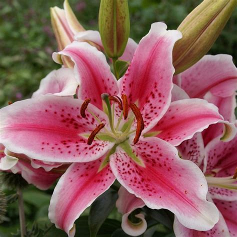 Buy Oriental Lily Stargazer Bulb Lilium Star Gazer 3 19 Delivery By