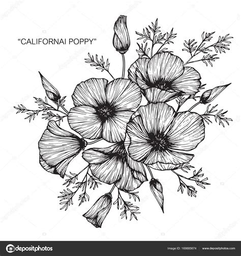 California Poppy Flowers Drawing Sketch Line Art White Backgrounds Vektor Stok Oleh Suwi19 169885674