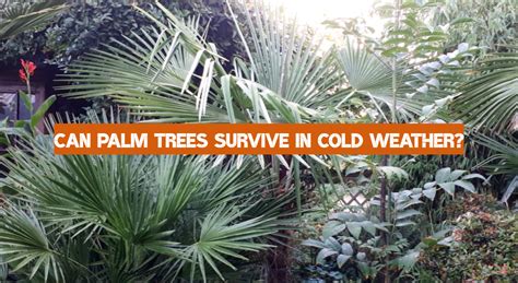 Can Palm Trees Survive In Cold Weather Weatherstationpro