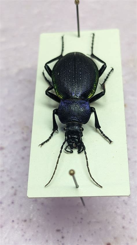 Carabus Imperialis From Kasachstan On June 30 1994 By Tobias Seifert Museum Specimen Id 3453