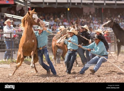 Cheyenne Wyoming Usa 24Th July 2015 A Group Of Cowboys Try To Mount A Wild Horse During The