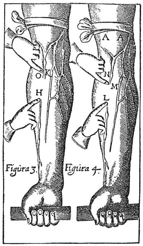 Circulation Of The Blood From William Harvey Amp 39 S On The Motions Of The Heart And Blood 1628