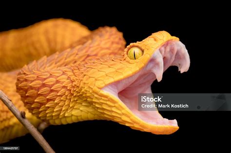 Close Up Of Venomous Snake Head Stock Photo Download Image Now