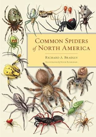 Common Spiders Of North America By Richard A Bradley Steve Buchanan Paperback Barnes Noble