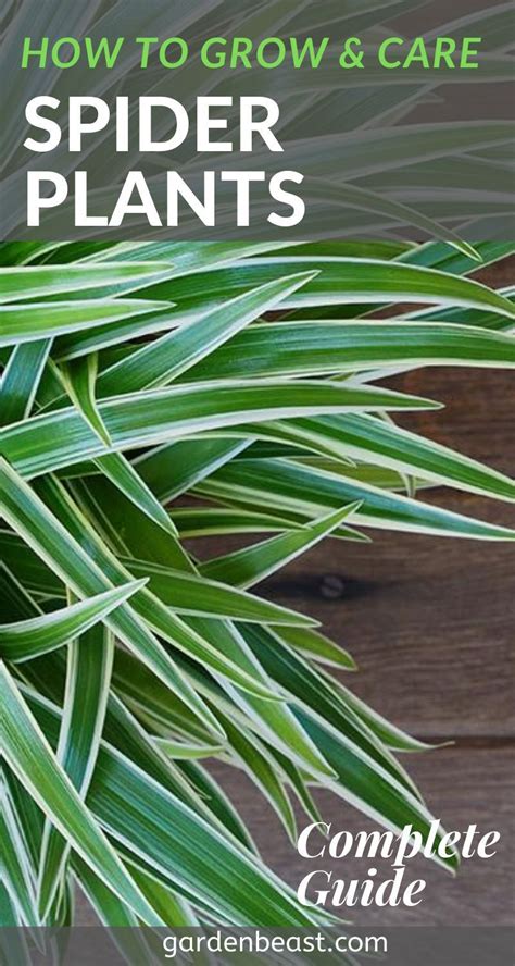 Complete Guide To Spider Plants How To Grow Care For Them In 2024