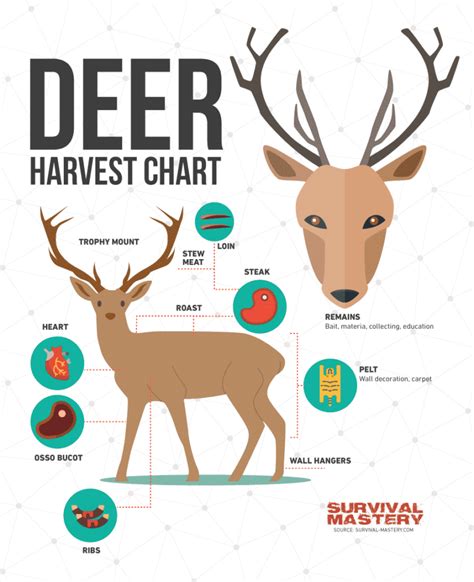 Deer Hunting Tips Best Weapons Safety Questions And Expert S Advices