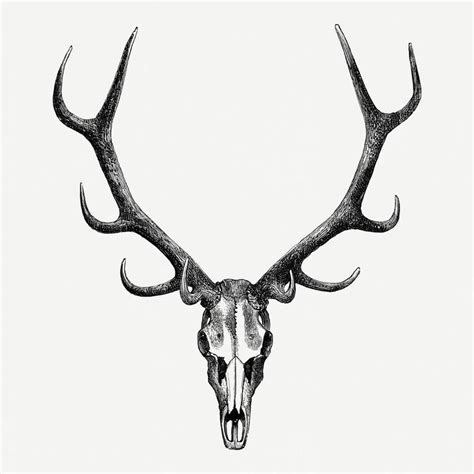 Deer Skull Drawing Deer Skull Tattoos Stag Tattoo Hunting Tattoos