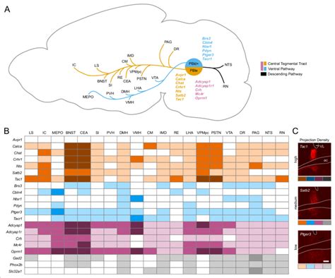 Descending Pathways From The Parabrachial Nucleus Pbn And Surrounding