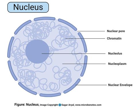 Describe The Structure Of The Nucleus