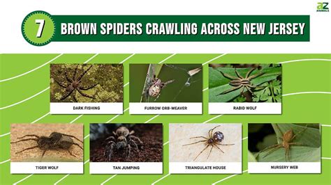 Discover 7 Brown Spiders Crawling Across New Jersey A Z Animals