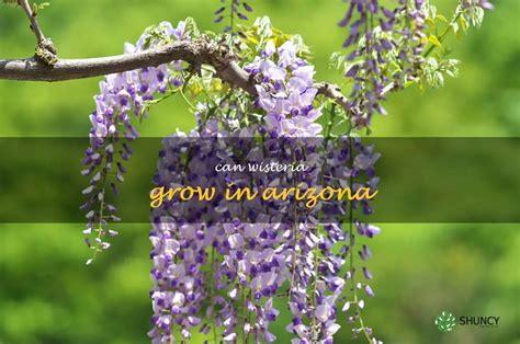 Discovering The Possibility Of Growing Wisteria In Arizona S Desert