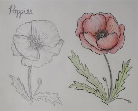 Drawing Fundamentals How To Draw Poppies Poppy Study Winged Canvas Skillshare