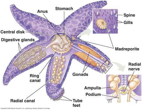 Echinodermata And Lower Chordata Diagram Quizlet