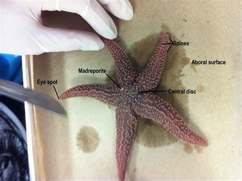 Echinodermata Biology 11