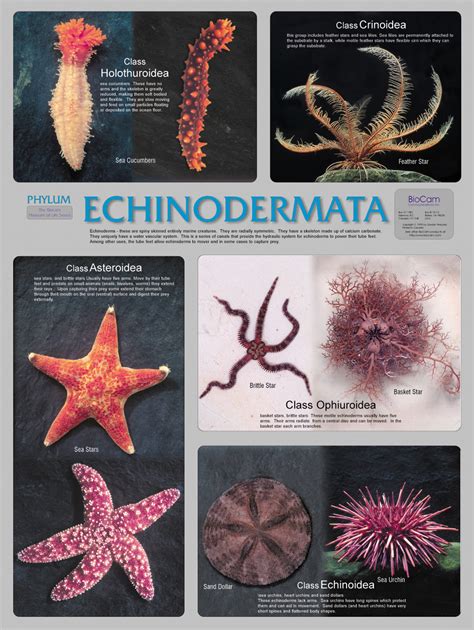 Echinodermata Phylum Poster Flinn Scientific