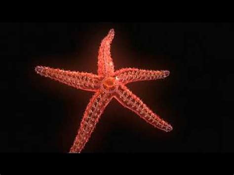 Echinoderms The Ultimate Animal Theshapeoflife Youtube