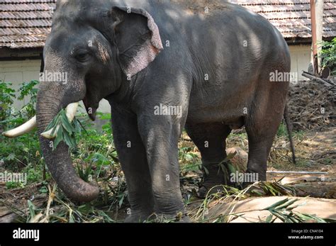 Elephant Guns Hi Res Stock Photography And Images Alamy