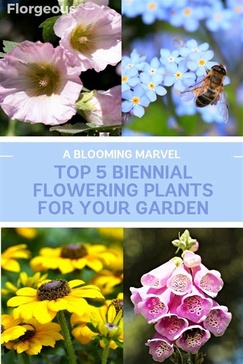 Elevate Your Garden With The Finest Biennial Flowering Plants Explore Our Curated List Of The 5