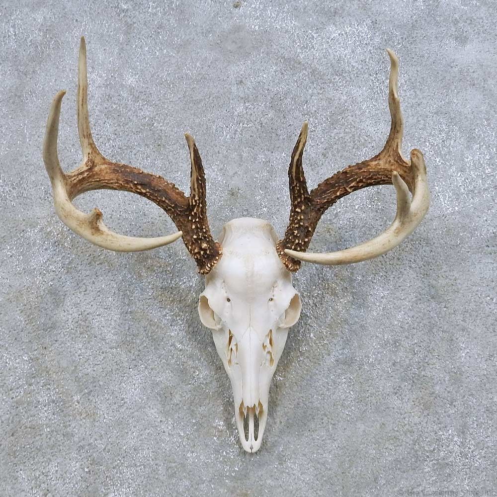 European Deer Skull Tattoos